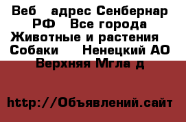 Веб – адрес Сенбернар.РФ - Все города Животные и растения » Собаки   . Ненецкий АО,Верхняя Мгла д.